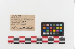 Etikett zu Bronzedeckel (NHMW-PRAE-025276)